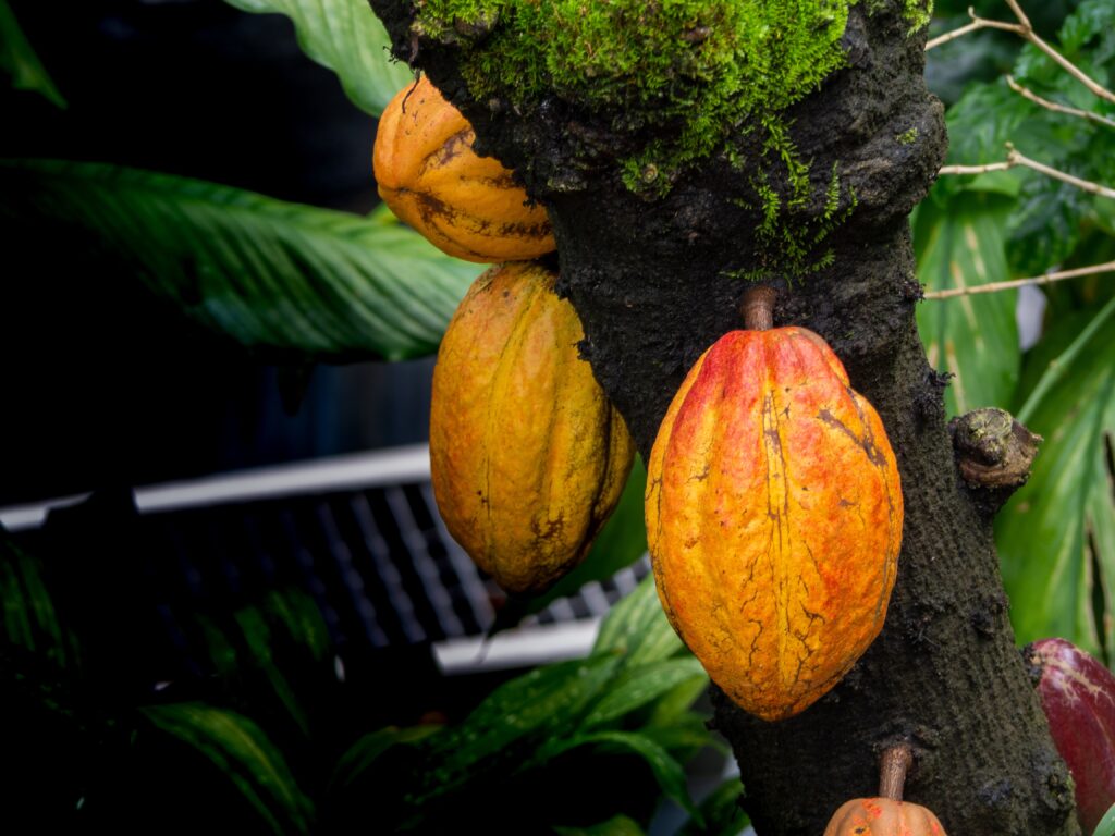 Cacao beans cacao origin